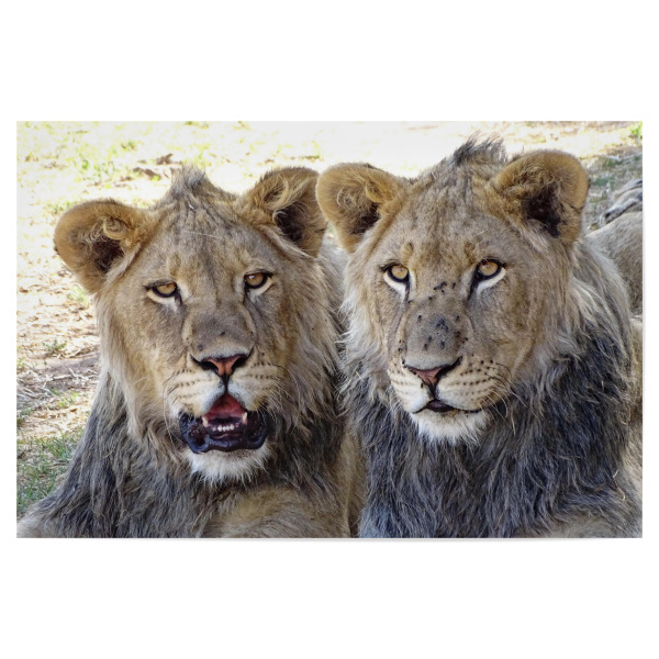 Poster 30x20 cm "Zwei Löwen Brüder farbig" artboxONE - Natur,Tiere,Reise / Afrika - Löwe,Brüder,Afrika,Großkatze,Nature,Animal,Wild