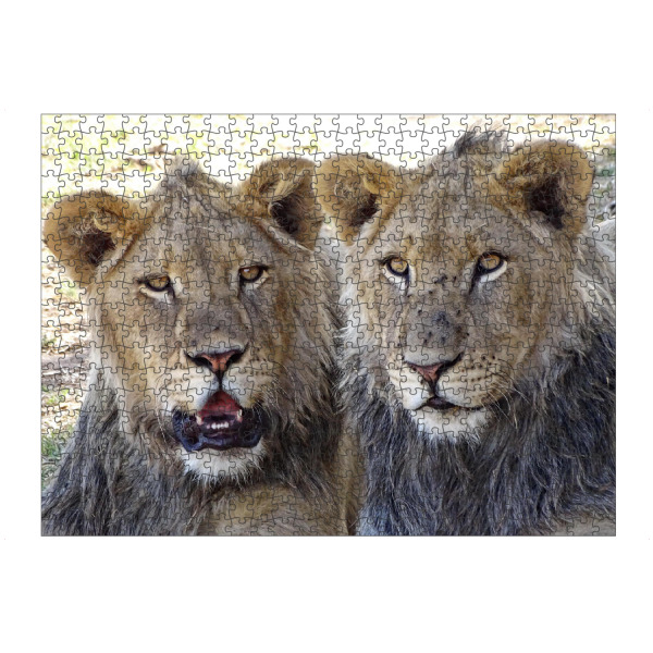 artboxONE Puzzle "Zwei Löwen Brüder farbig" artboxONE - Natur,Tiere,Reise / Afrika - Löwe,Brüder,Afrika,Großkatze,Nature,Animal,Wild - Bild löwe