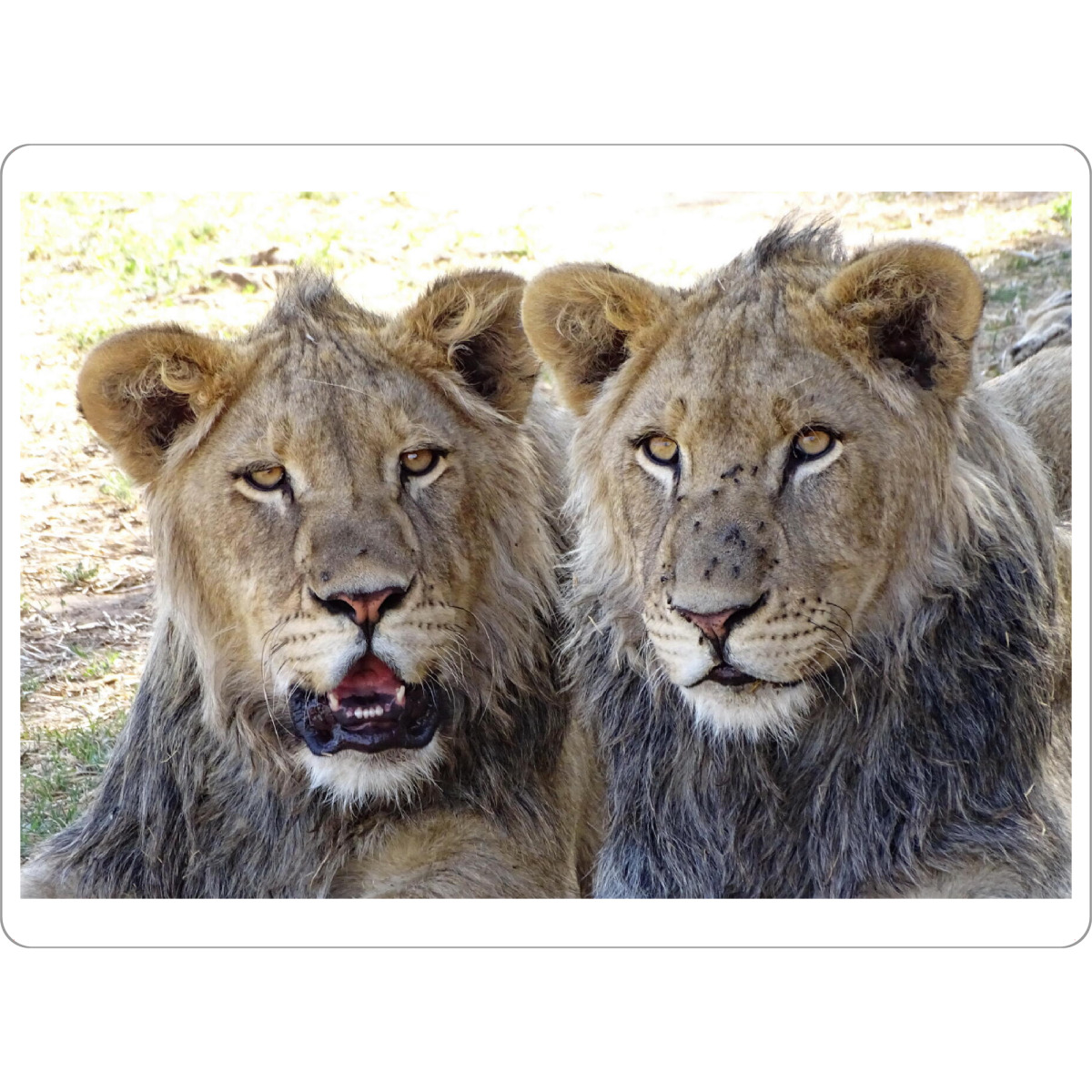 Tischset "Zwei Löwen Brüder farbig" artboxONE - Natur,Tiere,Reise / Afrika - Löwe,Brüder,Afrika,Großkatze,Nature,Animal,Wild - Bild löwe