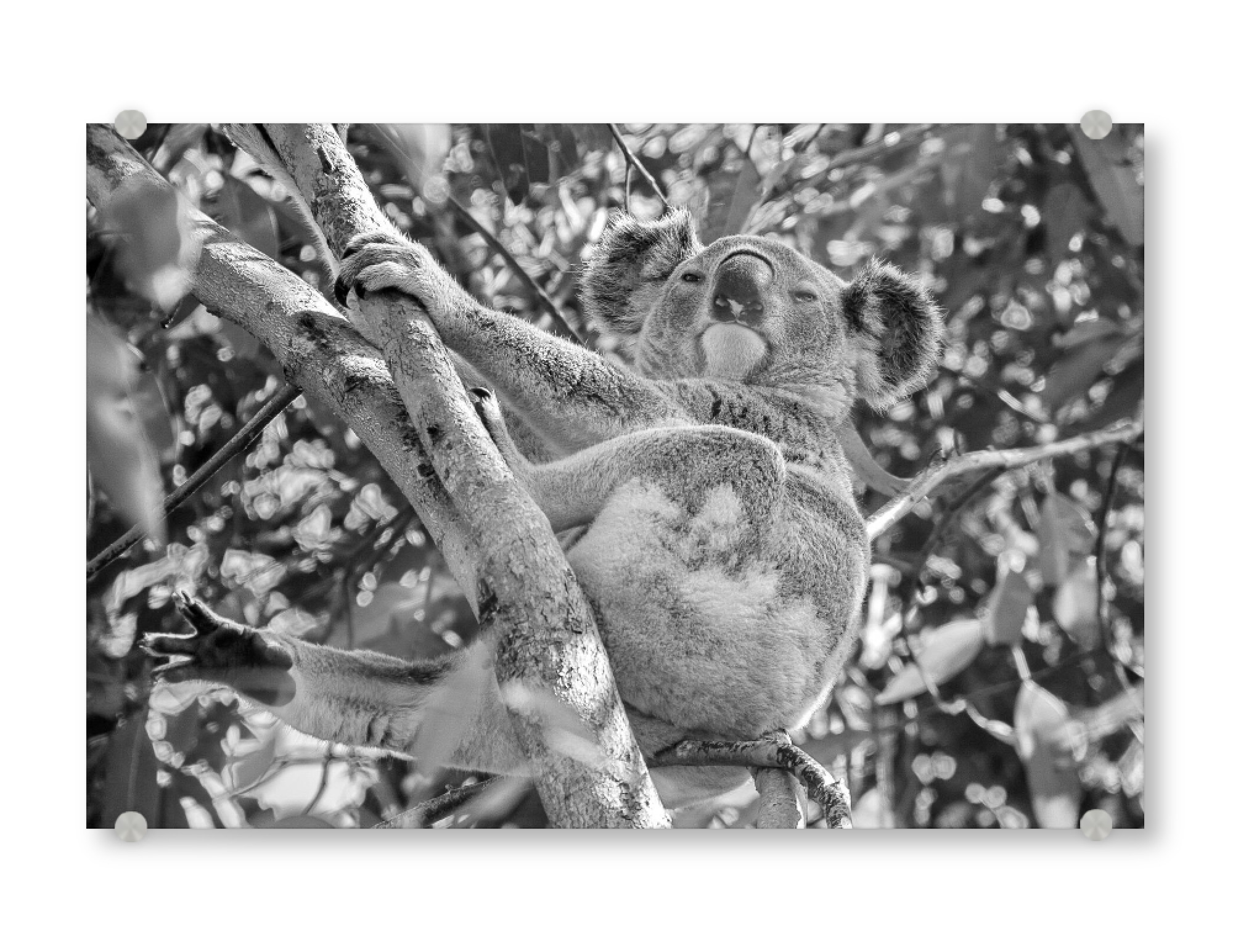 Acrylglasbild "Koala im Baum" artboxONE - Natur,Tiere,Schwarzweiß - Koala,Koalabär,Australien,Animal,Nature,Wild,Baum