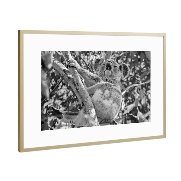 Poster mit Rahmen Gold "Koala im Baum" artboxONE - Natur,Tiere,Schwarzweiß - Koala,Koalabär,Australien,Animal,Nature,Wild,Baum