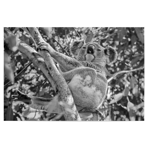 Poster 30x20 cm "Koala im Baum" artboxONE - Natur,Tiere,Schwarzweiß - Koala,Koalabär,Australien,Animal,Nature,Wild,Baum