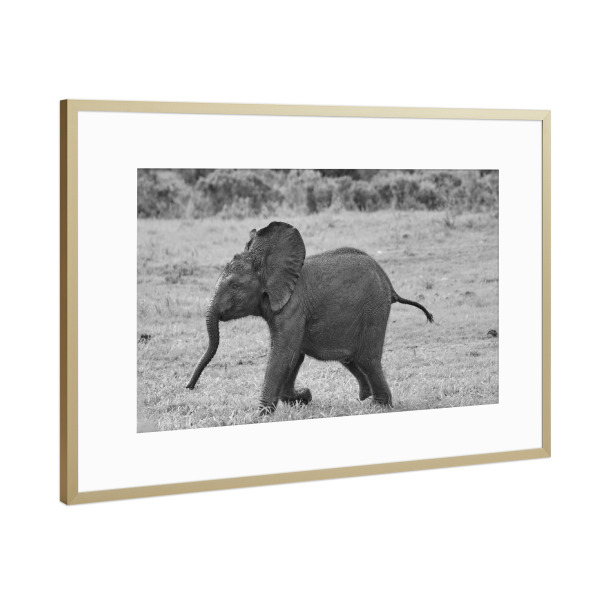 Poster mit Rahmen Gold "Elefantenbaby beim Rennen" artboxONE - Natur,Tiere,Schwarzweiß,Reise / Afrika