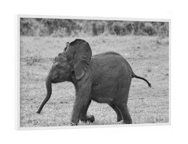 Poster mit weißem Rahmen "Elefantenbaby beim Rennen" artboxONE - Natur,Tiere,Schwarzweiß,Reise / Afrika