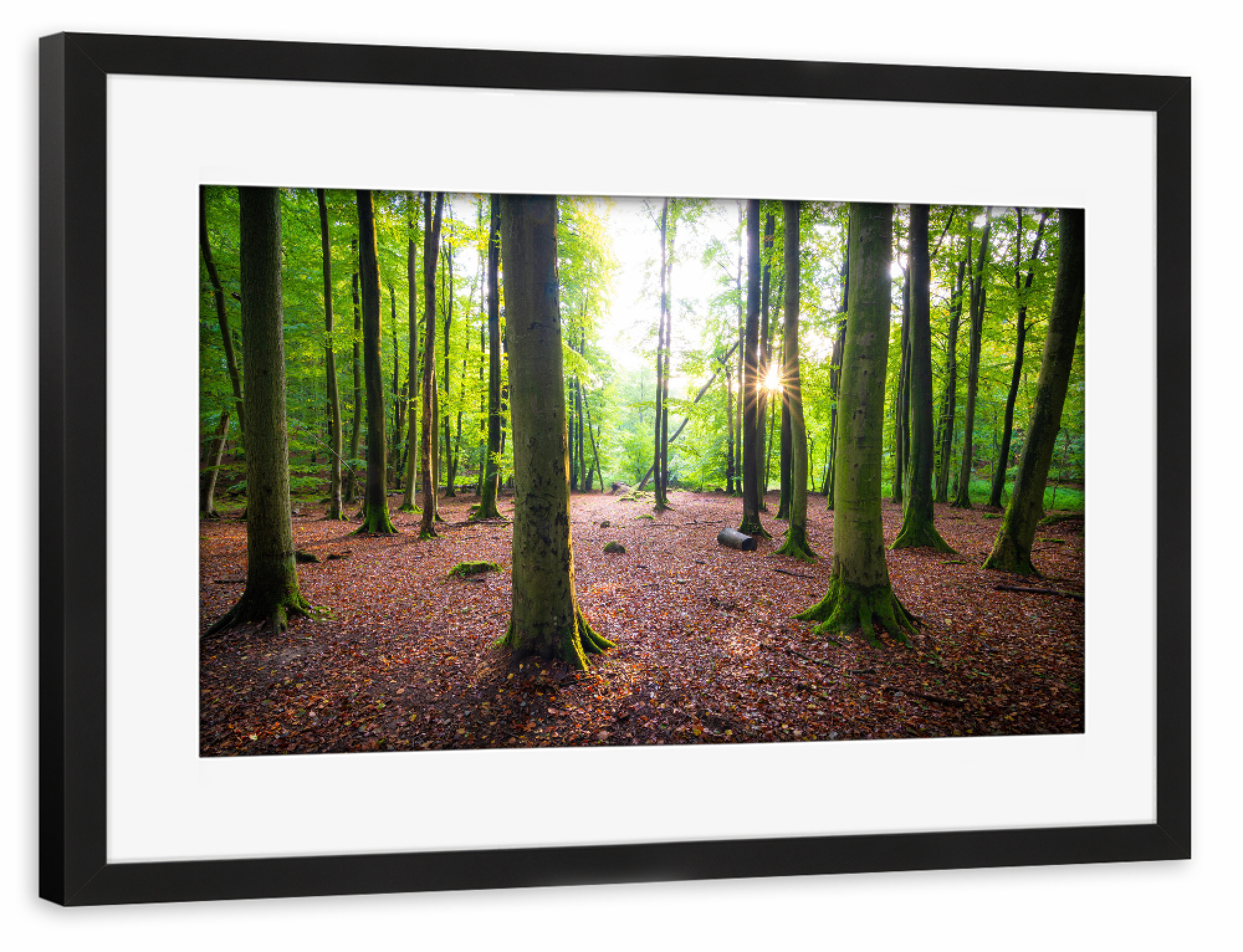 Poster mit Rahmen schwarz "Herbstlicht im Wald" artboxONE - Natur