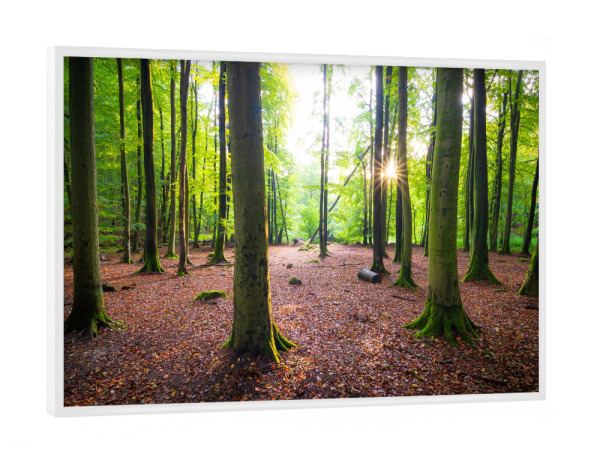 Poster mit weißem Rahmen "Herbstlicht im Wald" artboxONE - Natur