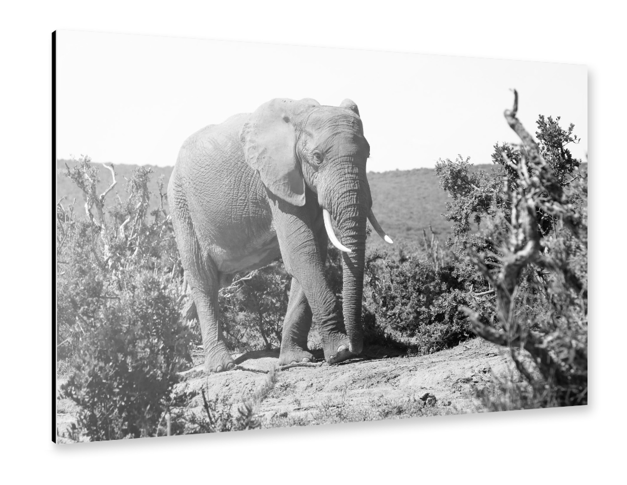 Alu-Dibond "Elefanten Bulle in Afrika" 30x20 cm artboxONE