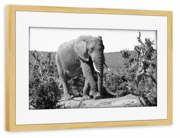 Poster mit Rahmen kiefer "Elefanten Bulle in Afrika" artboxONE - Natur,Tiere,Schwarzweiß,Reise / Afrika