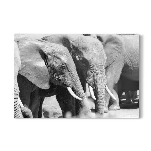 Galerie-Print "Elefanten Duo" 30x20 cm artboxONE