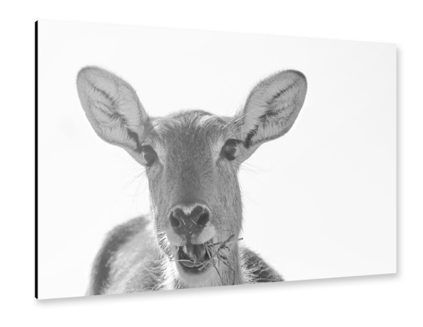 Alu-Dibond "Sumpfantilopen Weibchen" 30x20 cm artboxONE