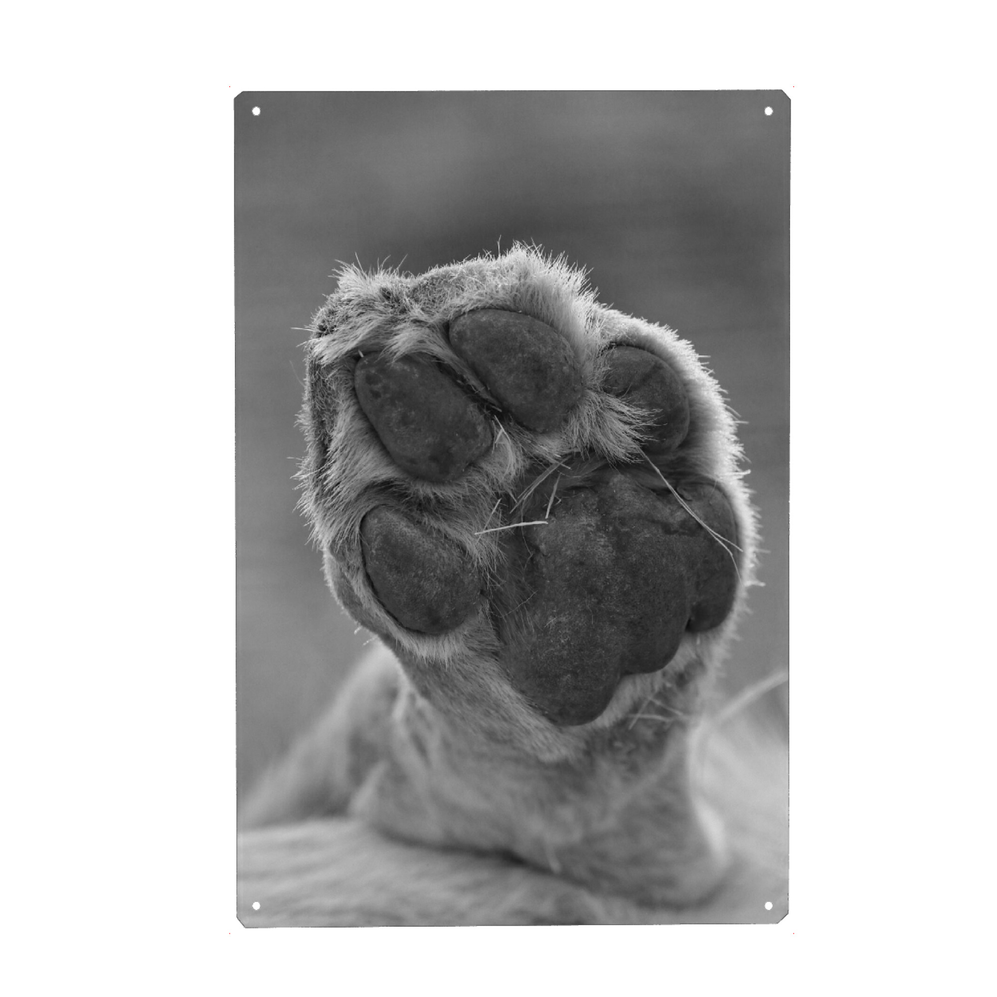 Metall Poster "Hinterpfote vom Weißen Löwen" artboxONE - Natur,Tiere,Schwarzweiß,Reise / Afrika
