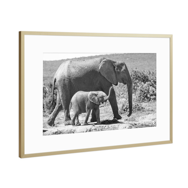 Poster mit Rahmen Gold "Elefanten - Mutter mit Baby" artboxONE - Natur,Tiere,Schwarzweiß,Reise / Afrika