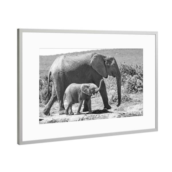 Poster mit Rahmen Silber "Elefanten - Mutter mit Baby" artboxONE - Natur,Tiere,Schwarzweiß,Reise / Afrika