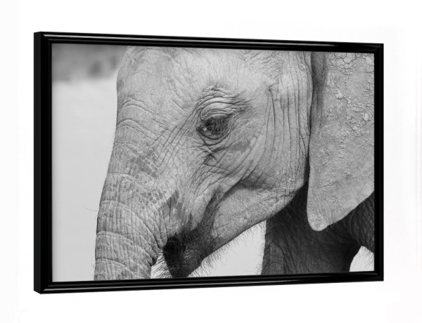 Poster mit schwarzem Rahmen "Portrait eines jungen Elefanten" artboxONE - Natur,Tiere,Schwarzweiß,Reise / Afrika