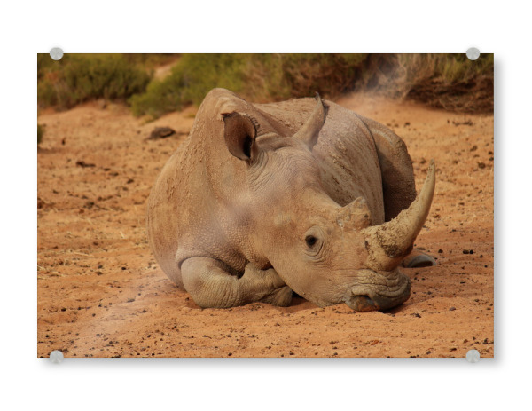 Acrylglasbild "Nashorn Pause im Sand" artboxONE - Natur,Tiere,Reise / Afrika