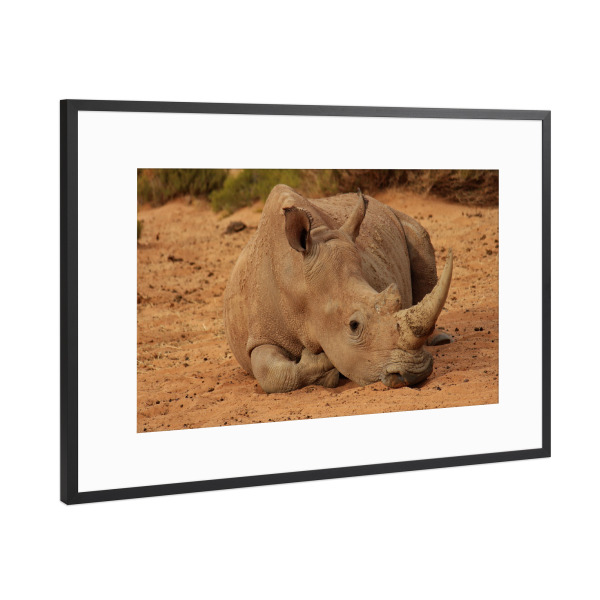 Poster mit Rahmen Schwarz (Metallic) "Nashorn Pause im Sand" artboxONE - Natur,Tiere,Reise / Afrika