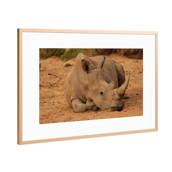 Poster mit Rahmen Kupfer "Nashorn Pause im Sand" artboxONE - Natur,Tiere,Reise / Afrika