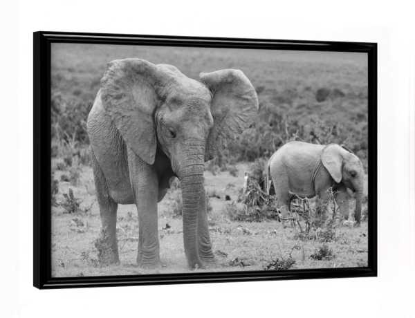 Poster mit schwarzem Rahmen "Elefanten beim Gras fressen" artboxONE - Natur,Tiere,Schwarzweiß,Reise / Afrika