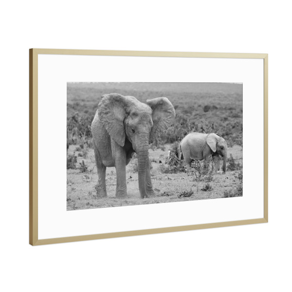 Poster mit Rahmen Gold "Elefanten beim Gras fressen" artboxONE - Natur,Tiere,Schwarzweiß,Reise / Afrika