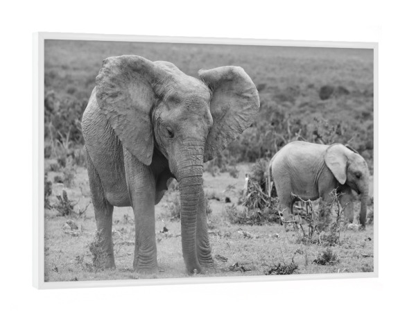 Poster mit weißem Rahmen "Elefanten beim Gras fressen" artboxONE - Natur,Tiere,Schwarzweiß,Reise / Afrika