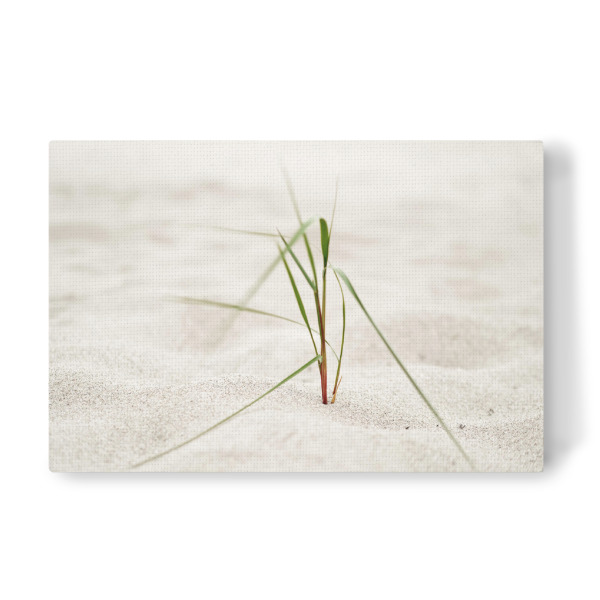 Leinwandbild "Strandgras im Seewind" artboxONE - Natur,Floral,Reise / Strand und Meer