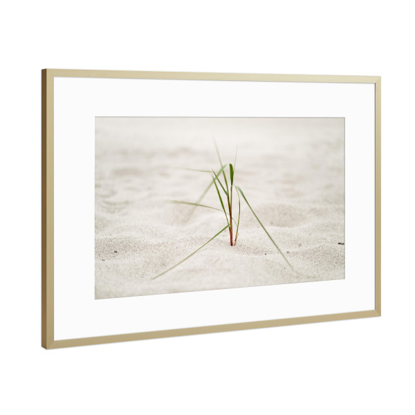 Poster mit Rahmen Gold "Strandgras im Seewind" artboxONE - Natur,Floral,Reise / Strand und Meer