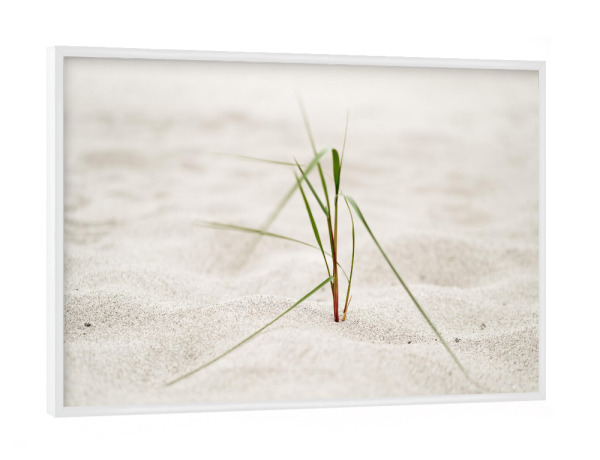 Poster mit weißem Rahmen "Strandgras im Seewind" artboxONE - Natur,Floral,Reise / Strand und Meer