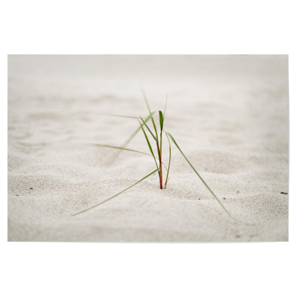 Poster "Strandgras im Seewind" artboxONE - Natur,Floral,Reise / Strand und Meer
