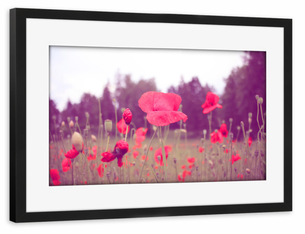 Poster mit Rahmen schwarz "Mohnblumenromantik" artboxONE - Natur,Floral - Mohnblumen,Nature,Romantic,Natur,Romantik,Flowers,Floral,Wiese,Poppies