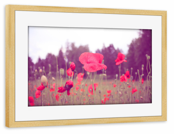 Poster mit Rahmen kiefer "Mohnblumenromantik" artboxONE - Natur,Floral - Mohnblumen,Nature,Romantic,Natur,Romantik,Flowers,Floral,Wiese,Poppies