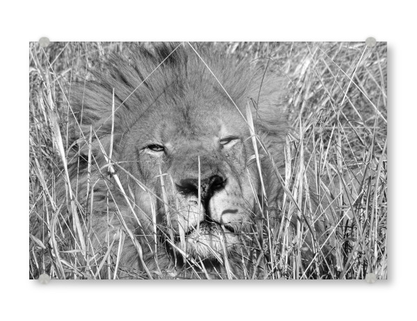 Acrylglasbild "Löwen Männchen im hohen Gras" artboxONE - Natur,Tiere,Schwarzweiß,Reise / Afrika