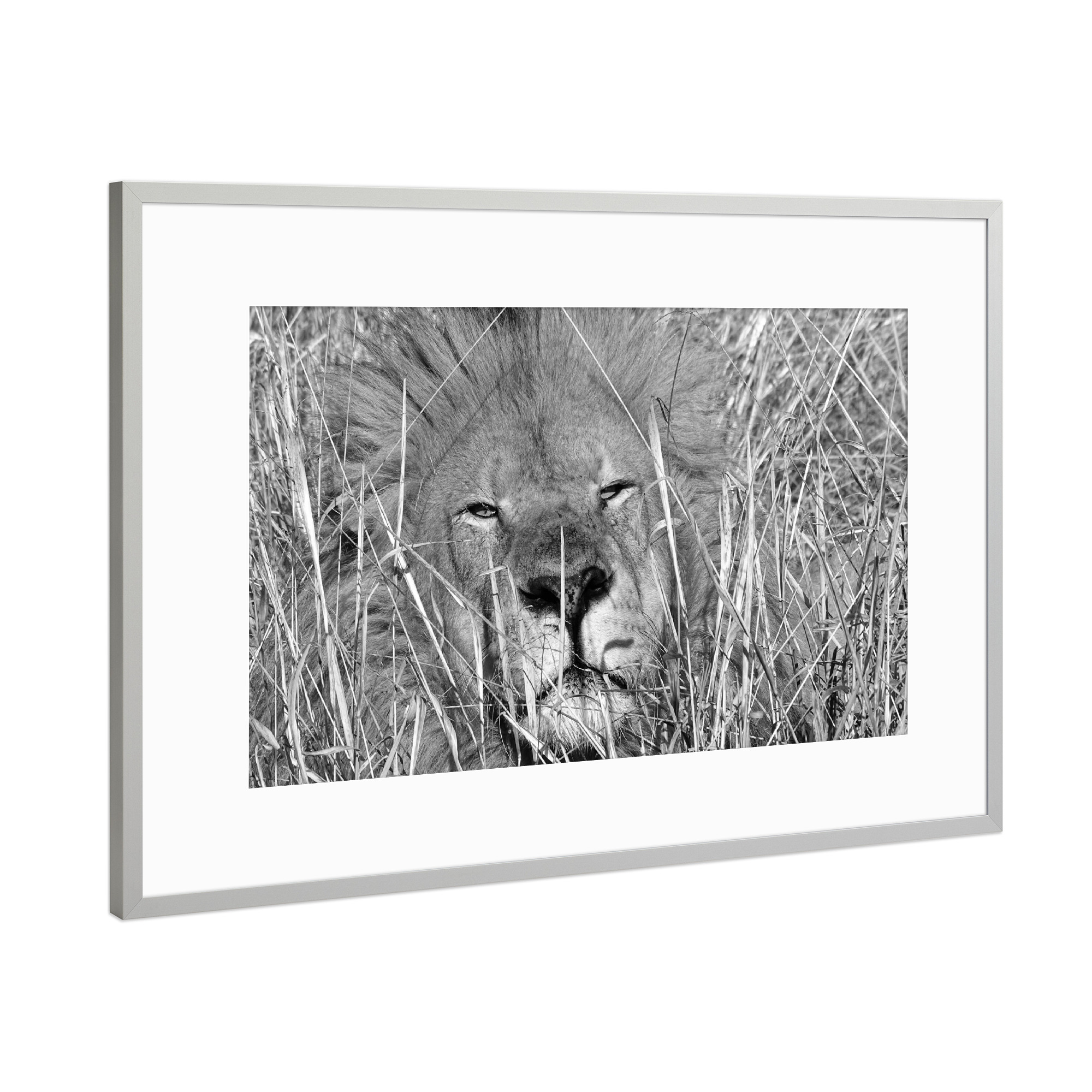 Poster mit Rahmen Silber "Löwen Männchen im hohen Gras" artboxONE - Natur,Tiere,Schwarzweiß,Reise / Afrika