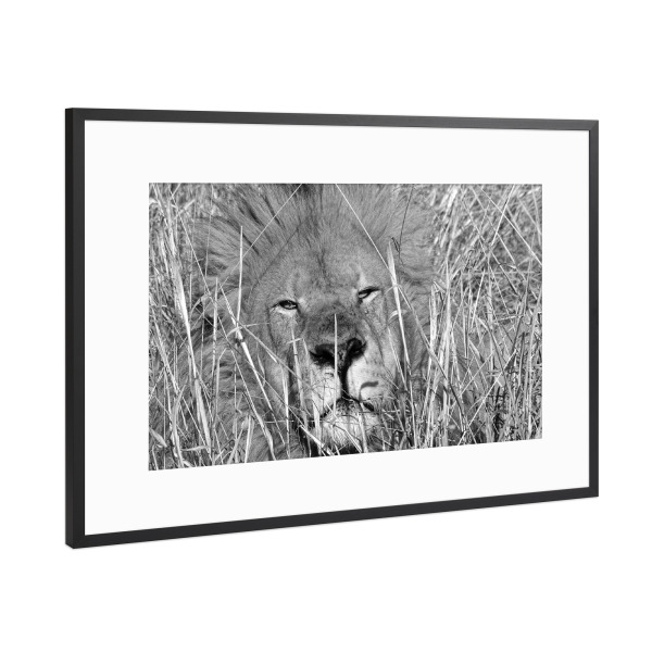 Poster mit Rahmen Schwarz (Metallic) "Löwen Männchen im hohen Gras" artboxONE - Natur,Tiere,Schwarzweiß,Reise / Afrika