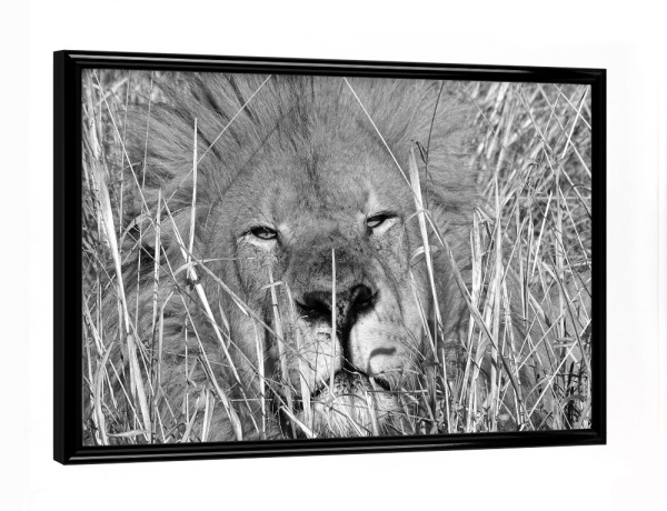 Poster mit schwarzem Rahmen "Löwen Männchen im hohen Gras" artboxONE - Natur,Tiere,Schwarzweiß,Reise / Afrika