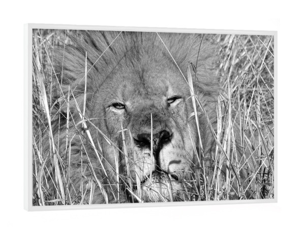 Poster mit weißem Rahmen "Löwen Männchen im hohen Gras" artboxONE - Natur,Tiere,Schwarzweiß,Reise / Afrika