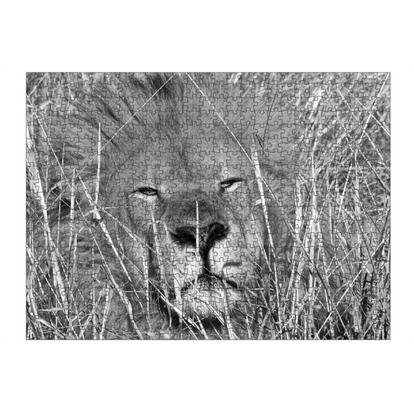 artboxONE Puzzle "Löwen Männchen im hohen Gras" artboxONE - Natur,Tiere,Schwarzweiß,Reise / Afrika