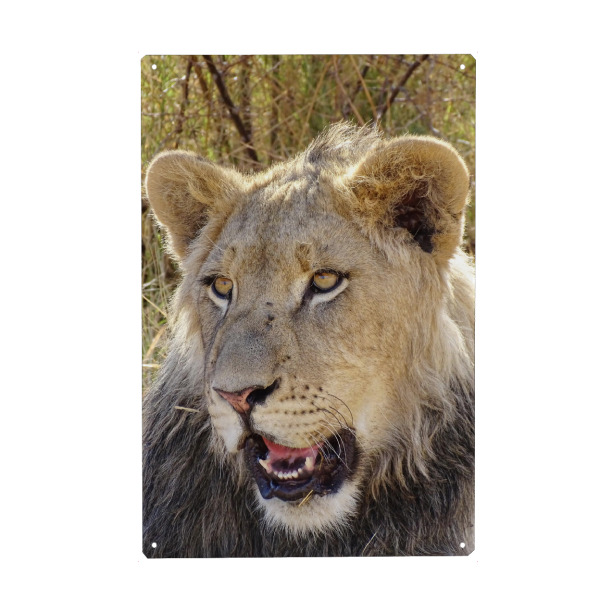 Metall Poster "Schöner junger Löwe farbig" artboxONE - Natur,Tiere,Reise / Afrika - Löwe,Afrika,Großkatze,Katze,Cat,Lion,Africa,Wild,Animal,Tier
