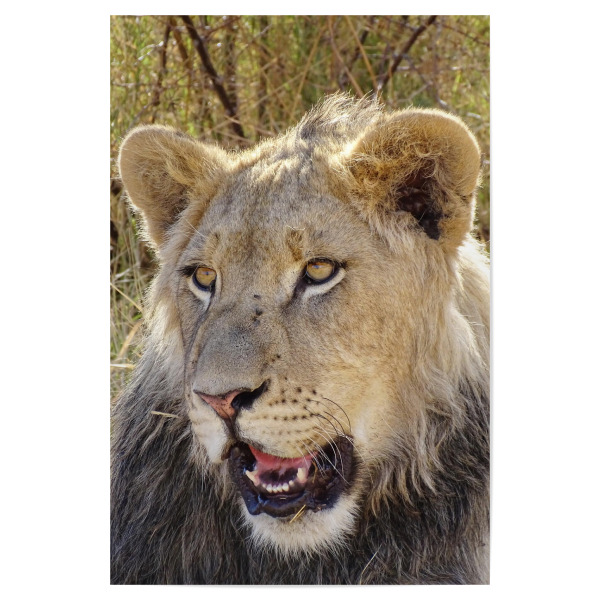 Poster "Schöner junger Löwe farbig" artboxONE - Natur,Tiere,Reise / Afrika - Löwe,Afrika,Großkatze,Katze,Cat,Lion,Africa,Wild,Animal,Tier