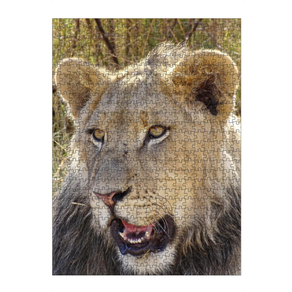 Puzzle Ravensburger "Schöner junger Löwe farbig" artboxONE - Natur,Tiere,Reise / Afrika - Löwe,Afrika,Großkatze,Katze,Cat,Lion,Africa,Wild,Animal,Tier
