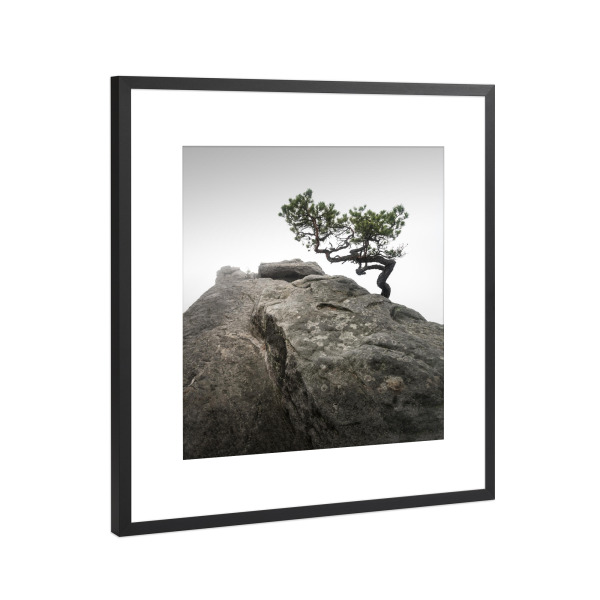 Poster mit Rahmen Schwarz (Metallic) "Lilienstein Pine" artboxONE - Natur,Reise,Abstrakt,Reise / Länder,Städte / Dresden