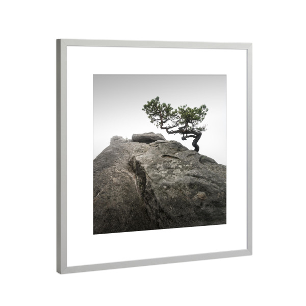 Poster mit Rahmen Silber "Lilienstein Pine" artboxONE - Natur,Reise,Abstrakt,Reise / Länder,Städte / Dresden
