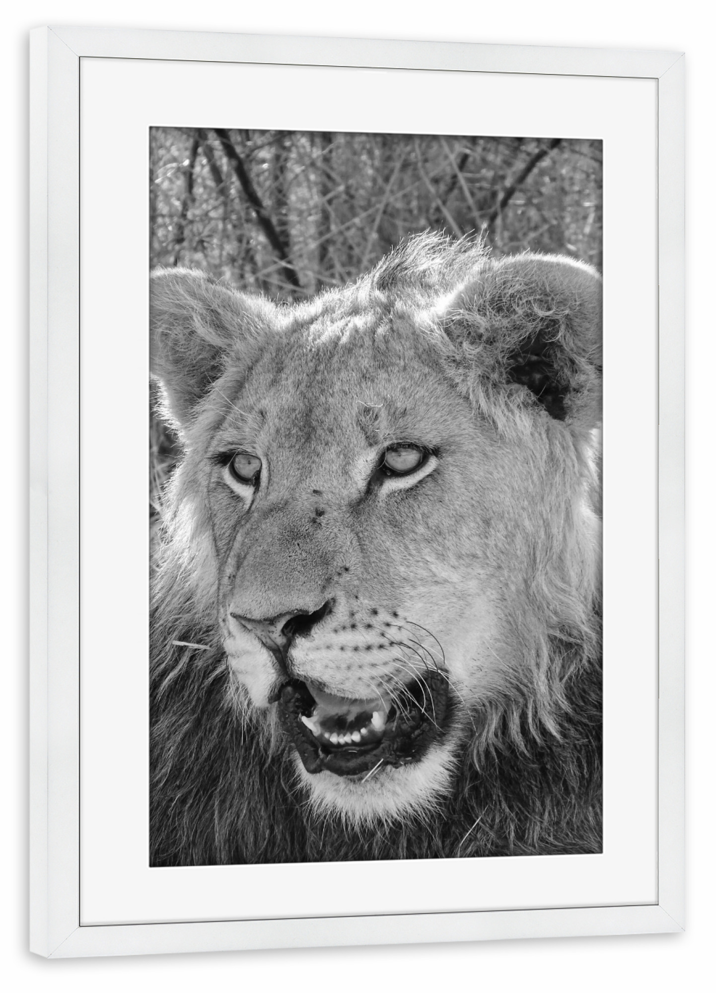 Poster mit Rahmen weiß "Schöner junger Löwe" artboxONE - Natur,Tiere,Schwarzweiß,Reise / Afrika