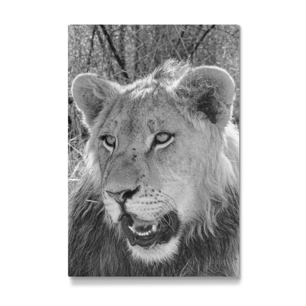 Galerie-Print "Schöner junger Löwe" 30x20 cm artboxONE