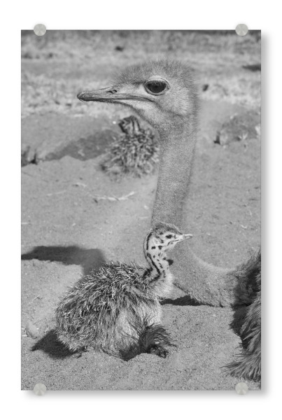 Acrylglasbild "Straussen Mama" artboxONE - Natur,Tiere,Schwarzweiß,Reise / Afrika