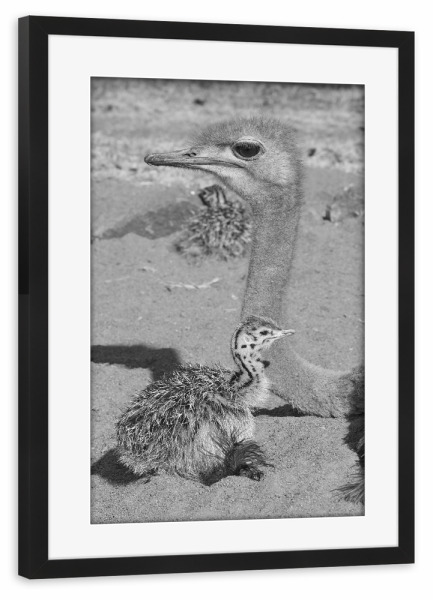 Poster mit Rahmen schwarz "Straussen Mama" artboxONE - Natur,Tiere,Schwarzweiß,Reise / Afrika