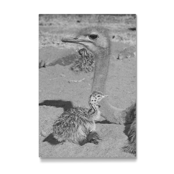 Galerie-Print "Straussen Mama" 30x20 cm artboxONE