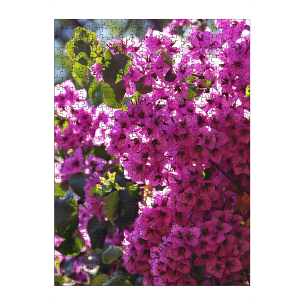 Puzzle Ravensburger "Bougainvillea Busch farbig" artboxONE - Natur,Floral,Reise / Afrika - Bougainvillea,Busch,Blüten,Floral,Blume,Flower,Nature,Natur
