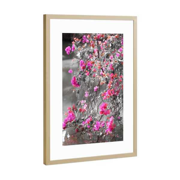 Poster mit Rahmen Gold "Bougainvillea Strauch CK" artboxONE - Natur,Floral,Abstrakt