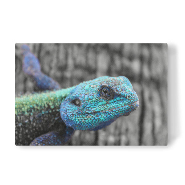 Leinwandbild "Blaukopf Lizard in Afrika CK" artboxONE - Natur,Tiere,Reise / Afrika - Lizard,Echse,Colorkey,Afrika,Africa,Animal,Tier,Wild,Nature,Natur