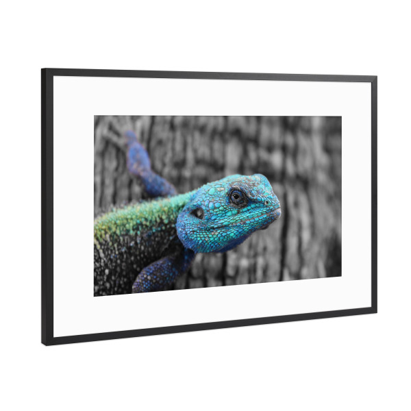 Poster mit Rahmen Schwarz (Metallic) "Blaukopf Lizard in Afrika CK" artboxONE - Natur,Tiere,Reise / Afrika
